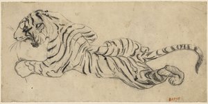Tigre（Tiger），第1835页（描图纸上的黑色粉笔，安装在纸板上） 作者 安托万·路易斯·巴里